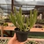 Stapelia Incomparabilis - comprar online