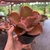 Echeveria Gibbiflora Thanos - muda - comprar online