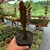 Euphorbia Trigona Rubra - comprar online