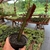 Euphorbia Trigona Rubra na internet