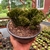 Euphorbia Láctea Cristata - Cuia 17 - comprar online