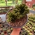 Euphorbia Láctea Cristata - Cuia 17 na internet