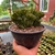 Euphorbia Láctea Cristata - Cuia 17 - Fazenda das Suculentas