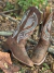 BOTA TEXANA GOYAZES FEM DALLAS FURTA COR - 236406-CF na internet