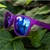 Óculos de Sol Goodr - Gardening with a Kraken na internet