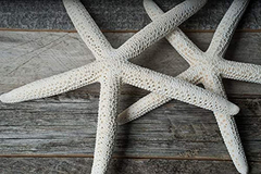 Estrellas De Mar De Color Blanco - comprar online