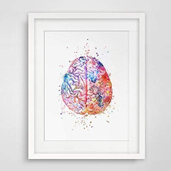 Acuarela Anatomía Cerebro Arte De La Pared Decoración