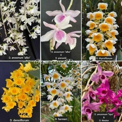Kit com 10 mudas de orquídeas para replantar - Orquídeas e cactos Orquidário Progresso