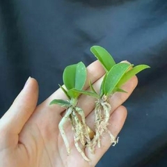 Kit com 10 mudas de orquídeas para replantar - loja online