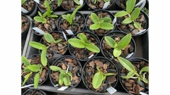 Cattleya Schilleriana Semi Alba N1 X Semi Alba Kadogushi - Orquídeas e cactos Orquidário Progresso