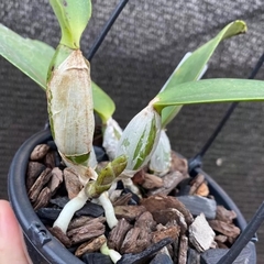 Cattleya walkeriana S/a amandio x Cw. Aquini na internet