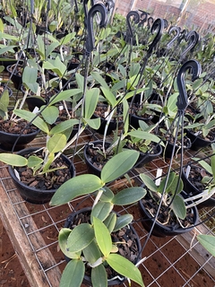 Cattleya amethystoglossa "tipo" pré adulta