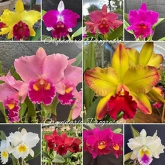 Kit com 10 mudas de orquídeas para replantar
