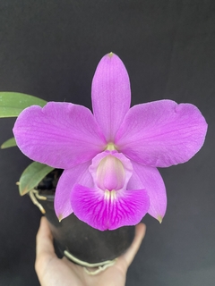 Cattleya walkeriana Eve x Everest - comprar online