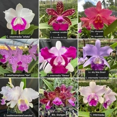 Kit com 10 mudas de orquídeas para replantar na internet