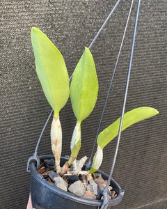 Cattleya walkeriana semi alba “encantada" na internet