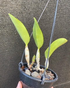 Cattleya walkeriana semi alba “encantada" - Orquídeas e cactos Orquidário Progresso