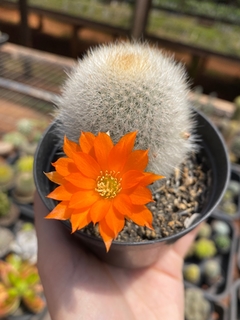 Rebutia muscula