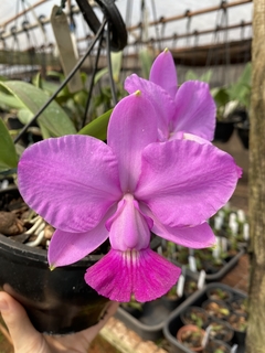 Cattleya walkeriana Tipo 1440 (1) - comprar online