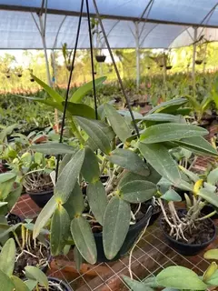 Imagem do Cattleya adulta plantada em vaso cuia pronta para pendurar
