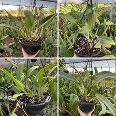 Cattleya adulta plantada em vaso cuia pronta para pendurar - comprar online