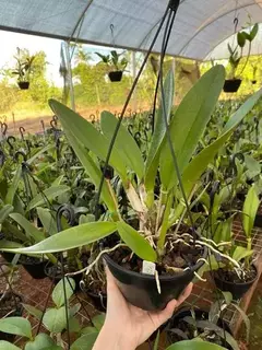 Cattleya adulta plantada em vaso cuia pronta para pendurar na internet