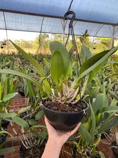 Cattleya adulta plantada em vaso cuia pronta para pendurar