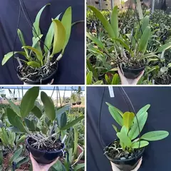 Cattleya adulta plantada em vaso cuia pronta para pendurar - loja online