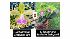 Cattleya Schilleriana Semi Alba N1 X Semi Alba Kadogushi
