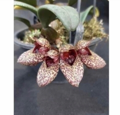 Bulbophyllum Frostii adulto