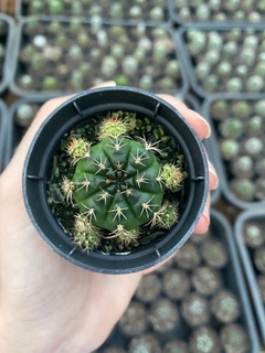 Gymnocalycium damsii - comprar online