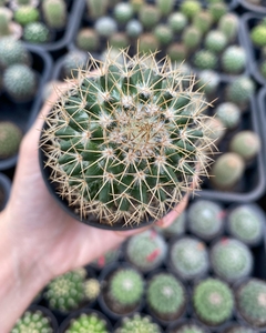 Mammillaria sp. - comprar online