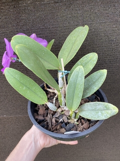 Cattleya walkeriana tipo 1440 (3) - Orquídeas e cactos Orquidário Progresso