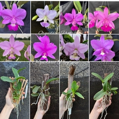 Kit de Orquídea Cattleya Nobilior e walkeriana em madeira