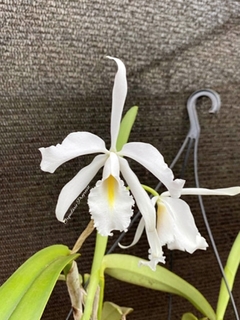 Muda de Cattleya máxima alba