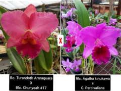 Bc. Turandoth X Blc. Chunyeah X C. Kinukawa Xc.percivaliana