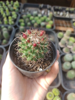 Mammillaria sp.