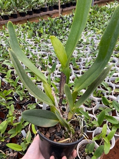Cattleya com espata floral - comprar online