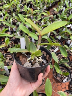 Cattleya vaso 11 (envio de acordo com o estoque) - Orquídeas e cactos Orquidário Progresso