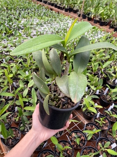 Cattleya com espata floral - Orquídeas e cactos Orquidário Progresso