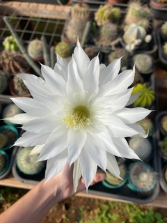 Echinopsis tubiflora