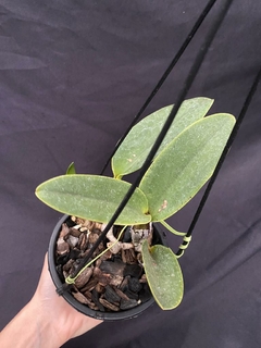 Cattleya walkeriana Mateus Leme x Cw. Rafael - Orquídeas e cactos Orquidário Progresso