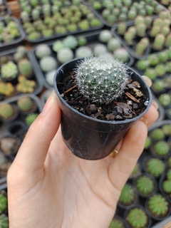 Cactos Parodia haselbegii - comprar online