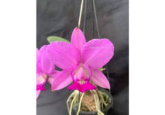 orquídea cattleya walkeriana 4088