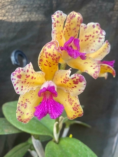 Cattleya amethystoglossa áurea adulta lacre 0153851