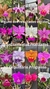 Carrusel Orquídeas e cactos Orquidário Progresso