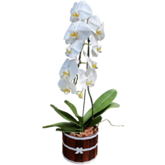 Orquídea Cascata