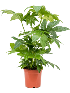 fatsia japonica plant