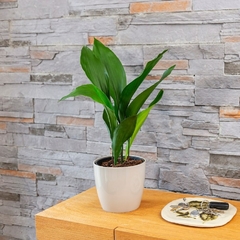 planta pilistra