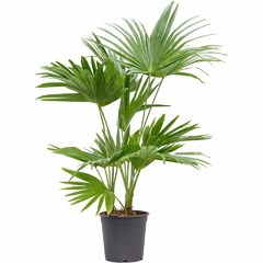 venta de palmeras online
